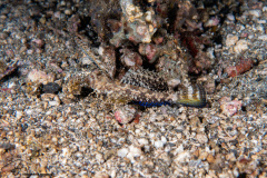 CoralTriangleLembeh-202211-317