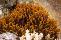 CoralTriangleLembeh-202211-318