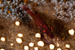 CoralTriangleLembeh-202211-319