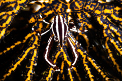 CoralTriangleLembeh-202211-323