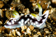 CoralTriangleLembeh-202211-324