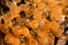 CoralTriangleLembeh-202211-325