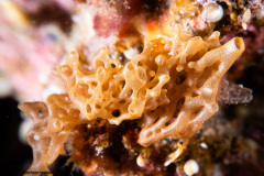 CoralTriangleLembeh-202211-326