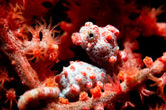 CoralTriangleLembeh-202211-329