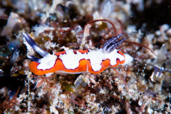 CoralTriangleLembeh-202211-331