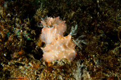 CoralTriangleLembeh-202211-332