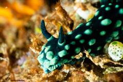 CoralTriangleLembeh-202211-335