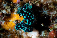 CoralTriangleLembeh-202211-336