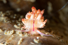 CoralTriangleLembeh-202211-337