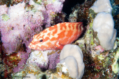 DSC08749