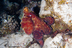 DSC09365