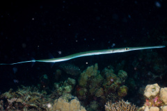 DSC09406
