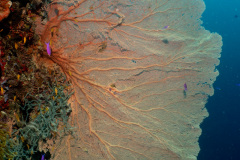 DSC01787