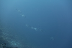 DSC02600