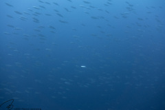 DSC03002