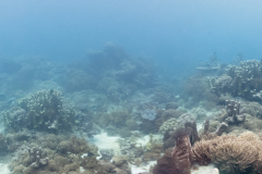 IMG_5516-Pano
