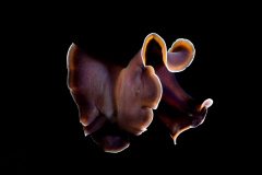 DSC04419